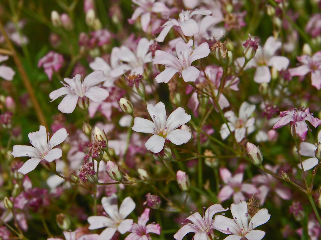 piccoli fiori di montagna - Gypsophila repens